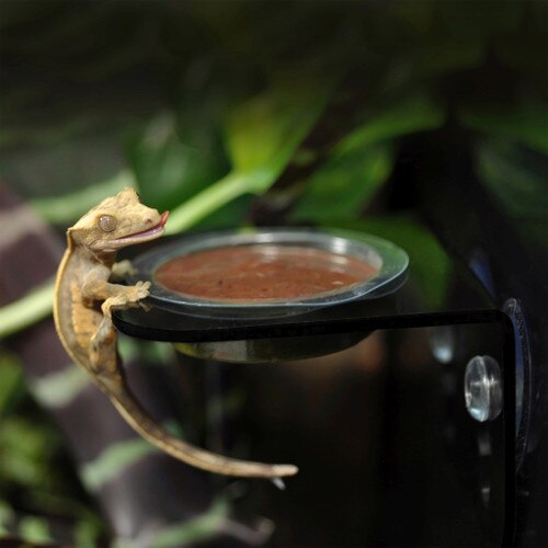 Crested Gecko eating Gecko diet